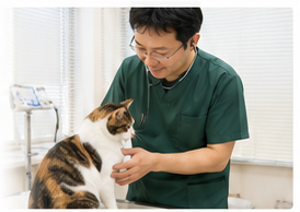 猫を診察する院長
